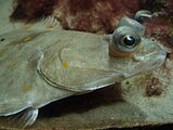 The European plaice is a flatfish with raised eyes, so when it buries itself in sand for camouflage it can still see.
