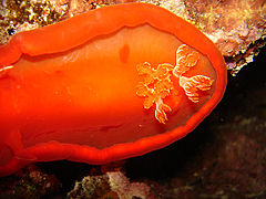 Spanish dancer, taken at night, Red Sea