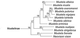 Cladogramme représentant les membres de la sous-famille des Mustelinae
