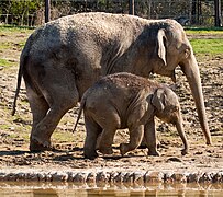 Indischer Elefant mit Jungtier