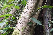 エクアドルで撮影されたヤシ科の根と根針
