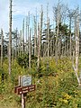 The MST follows the Camp Alice Trail through Mount Mitchell State Park.