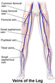 Illustration depicting veins of the leg including great saphenous vein (anterior view).
