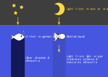 Diagram showing how the light organ in a bobtail squid emits light downwards to obscure its silhouette