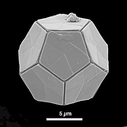 Die dodeka­edrische Braarudo­sphaera bigelowii[A. 1] (Prymnesio­phyceae)