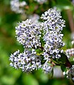 Ceanothus sorediatus