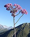 1/ Chamonix, France, un 26 août Adénostyle à feuilles d'alliaire