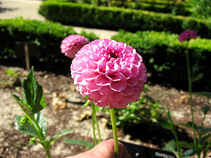 Un dahlia pomponnette