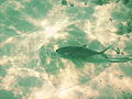 A southern stingray accompanied by a rainbow runner (Elagatis bipinnulata) in Anegada.