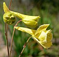 Delphinium luteum