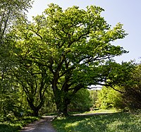 Eichengruppe Jungviehweide Hörbach