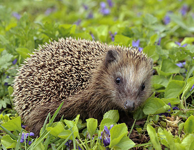 European hedgehog, by Michael Gäbler