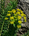 Euphorbia nicaeensis