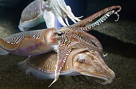 Georgia Aquarium - Cuttlefish Jan 2006