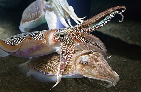 Cuttlefish at Neocephalopoda, by David Iliff