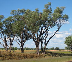 Description de l'image Gidgee.jpg.