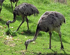 Nandou d'Amérique ou Rhea americana