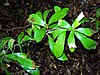 Helicia glabriflora - foliage