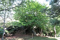 Tré ársins 2017. Skógarbeyki (Fagus sylvatica) í Hellisgerði, Hafnarfirði.