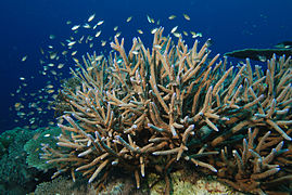 Acropora cervicornis