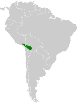 Distribución geográfica del yal gorjiblanco.