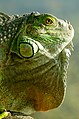 Iguana iguana juvénile, sexe indéterminé