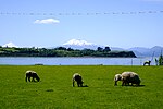 Corderos y volcán Calbuco al fondo