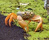 A robust yellow crab walks on moss beside a tarmac road.