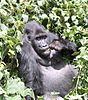 eastern lowland gorillas