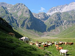 Pâturages de la vallée de la Géla.