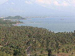 Legazpi Lamba coconut forest