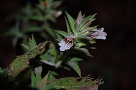 Lepidagathis cuspidata