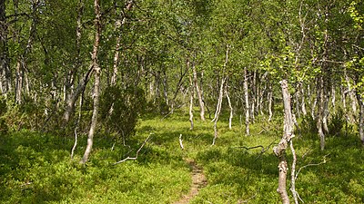 Fjällbjörkskog (Härjedalen i Sverige).