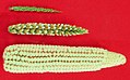 Image 34The creation of maize from teosinte (top), maize-teosinte hybrid (middle), to maize (bottom) (from History of agriculture)