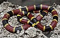 Image 19A venomous coral snake uses bright colours to warn off potential predators. (from Animal coloration)