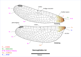 Diagram of Nannophlebia wings