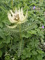 Cirsium spinosissimum