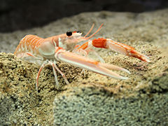 挪威螯龙虾（英语：Nephrops norvegicus）