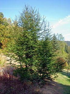 Nothofagus antarctica