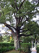 Nothofagus solandri, espécime cultivado en Auckland, Nova Zelandia