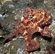 Octopus rubescens (Côte ouest des USA)