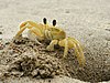 Atlantic ghost crab beside its burrow