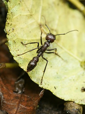 Paraponera clavata com 22 milímetros de comprimento perto da Estação Biológica "La Selva", na Costa Rica.