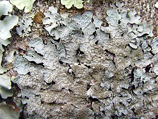 Parmelia sulcata utilisée en biosurveillance pour ses capacités accumulatrices de métaux, de radioéléments et de polluants organiques.