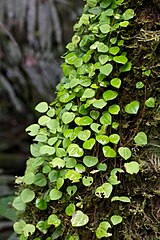 Peperomia serpens[англ.]