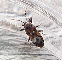 A brown bug with four legs and two antennae.