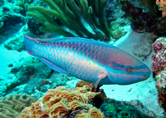 Description de l'image Princess-parrotfish.png.