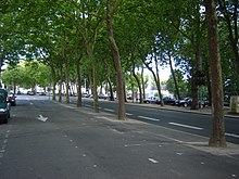 Photographie d'une voie goudronnée à double sens, bordée de platanes.