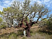 Quercus suber do Algarve