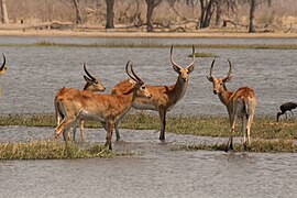 Adult red lechwes in the Okavango Delta, Botswana